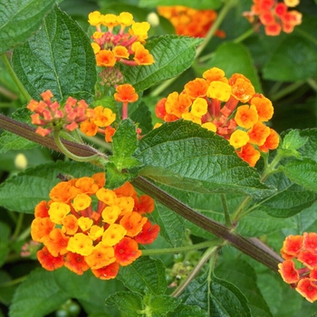 Radiation Lantana - Lantana camara 'Radiation'