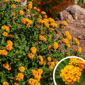 New Gold Lantana - Lantana camara 'New Gold'