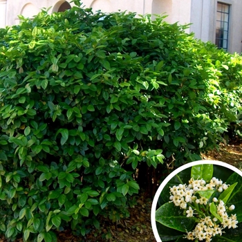 Sandanqwa Viburnum - Viburnum suspensum