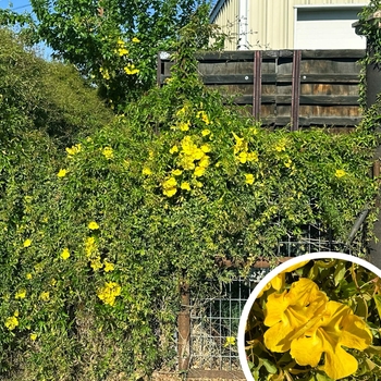 Cat's Claw Yellow Trumpet Vine - Uncaria tomentosa