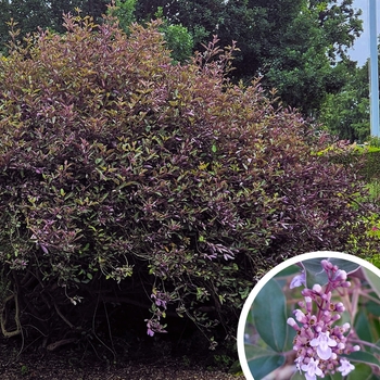 Arabian Lilac - Vitex trifolia 'Purpurea' 