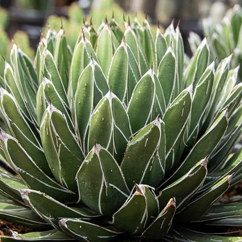 Queen Victoria Agave - Agave victoria-reginae