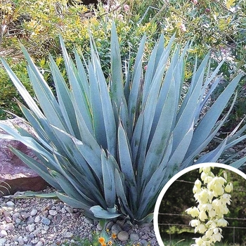 Pale-Leaf Yucca - Yucca pallida