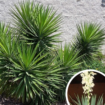 Soft Leaf Yucca (Yucca Pendula) - Yucca recurvifolia
