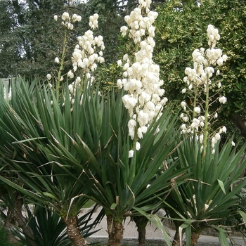 Mound Lily Spanish Dagger - Yucca gloriosa