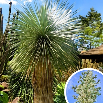 Soaptrees Yucca - Yucca elata