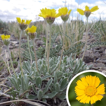 Angelita Daisy - Tetraneuris acauliis (Hymenoxys acaulis)