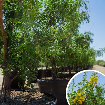 Cascalote - Caesalpinia cacalaco