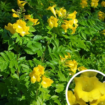 Lydia Yellow Bells - Tecoma 'Lydia'