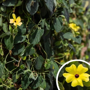 Black-Eyed Susan Vine - Thunbergia alata