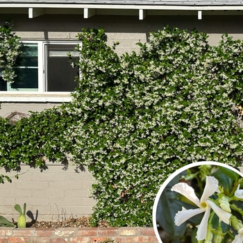 Star Jasmine - Trachelospermum jasminoides