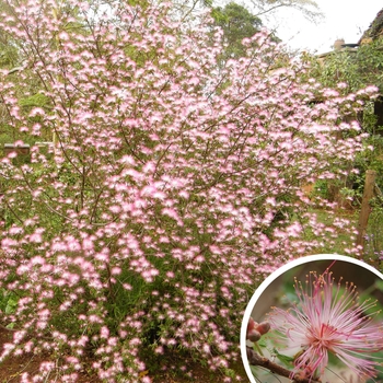 Pink Fairy Duster - Calliandra eriophylla