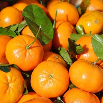 Clementine Mandarin - Citrus reticulata 'Clementine'