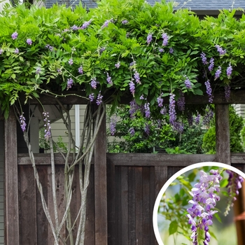 Chinese Wisteria - Wisteria sinensis