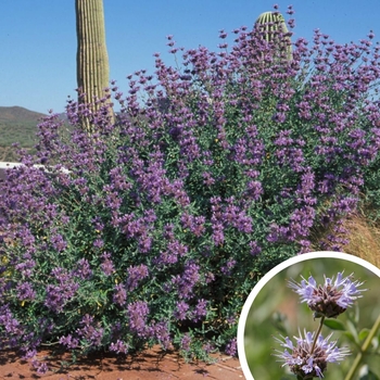 Cleveland Sage (California Blue Sage) - Salvia clevelandii