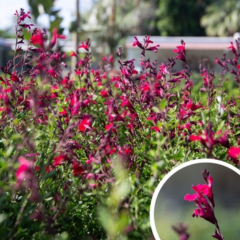 Autumn Sage - Salvia greggii