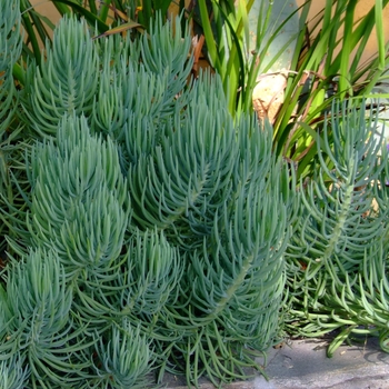 Narrow-Leaf Chalksticks - Senecio vitalis