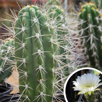 Argentine Toothpick Cactus - Stetsonia coryne