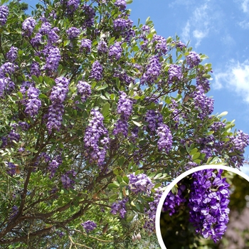 Texas Mountain Laurel - Sophora secundiflora