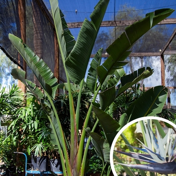 Giant Bird of Paradise - Strelitzia nicolai