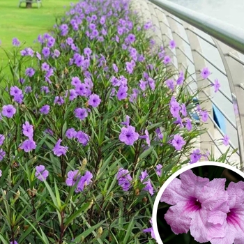 Mexican Petunia Ruellia - Ruellia brittoniana