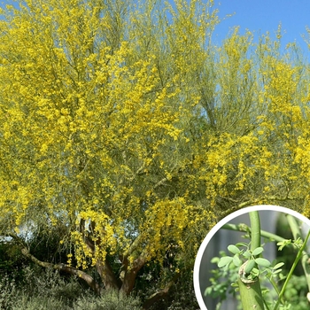 Blue Palo Verde - Parkinsonia florida (Cercidium floridum)
