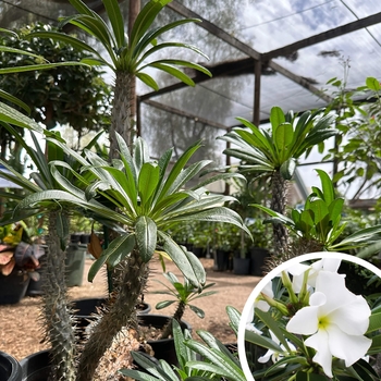 Madagascar Palm - Pachypodium lamerei