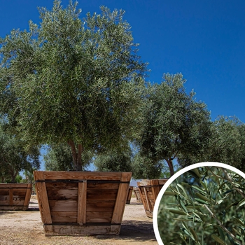 Swan Hill Olive Trees - Olea europaea 'Swan Hill'