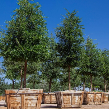 Southern Live Oak - Quercus virginiana