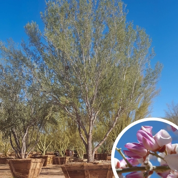 Desert Ironwood - Olneya tesota