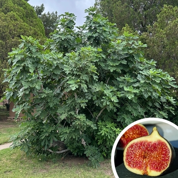 Common Fig - Ficus carica