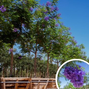 Jacaranda - Jacaranda mimosifolia