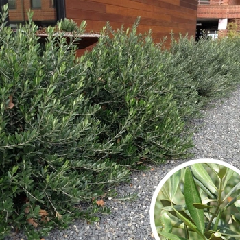Little Ollie - Olea europaea 'Dwarf Olive'