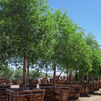 Sissoo / Indian Rosewood - Dalbergia sisso