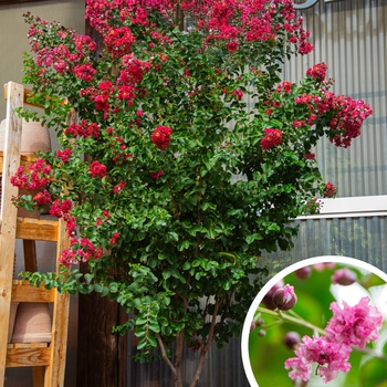 Crapemyrtle - Lagerstroemia indica