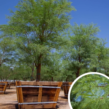 Cooper's Mesquite - Prosopis alba 'Cooperi'