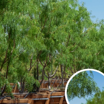 Honey Mesquite - Prosopis glandulosa 