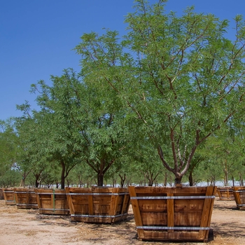 AZT™ Seedless Mesquite - Prosopis seedless hybrid