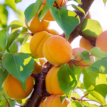 Katy Apricot - Prunus armeniaca 'Katy'