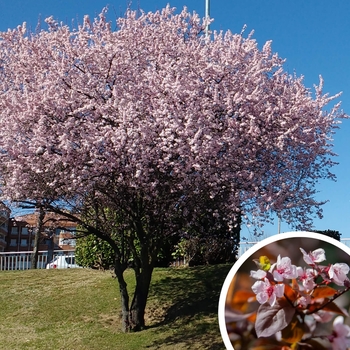Purple Leaf Plum - Prunus cerasifera