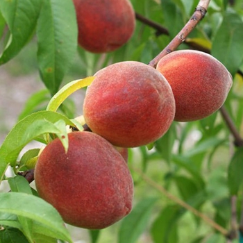 Desert Gold Peach - Prunus persica 'desert gold'