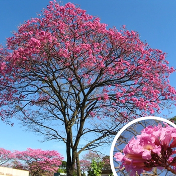Tabebuia impetiginosa - Pink Trumpet Trees