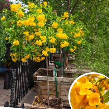 Arizona Yellow Bells - Tecoma stans angustata