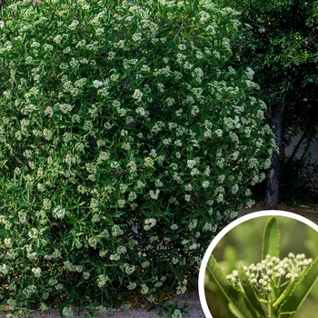 Arizona Rosewood - Vauquelinia californica 