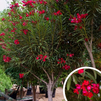 Oleander - Nerium oleander