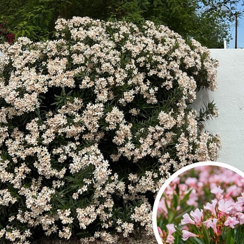 Dwarf Oleander - Nerium oleander 'dwarf'