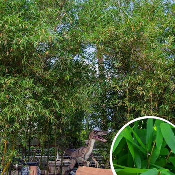 Giant Timber Bamboo - Bambusa oldhamii