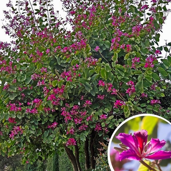 Hong Kong Orchid Trees - Bauhinia x blakeana