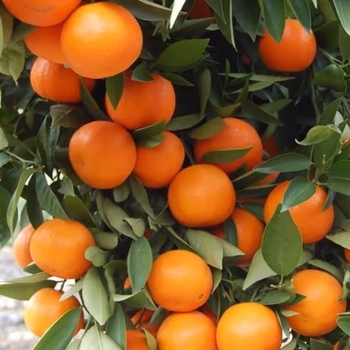 Daisy Mandarin - Citrus reticulata 'Daisy'