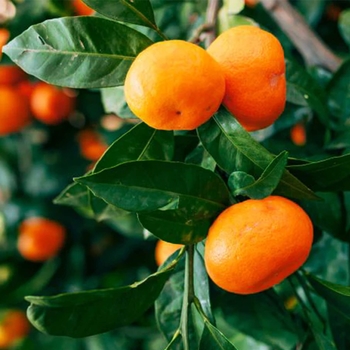 Citrus reticulata 'Tango' - Tango Mandarin